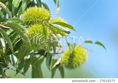 Niwa板栗 Niwa板栗 17618573