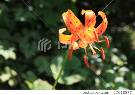 Summer of car lily Summer of car lily 17618577