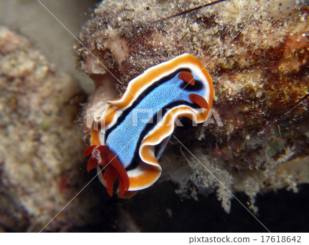 Anna nu mi in tropical country Anna nu mi in tropical country 17618642