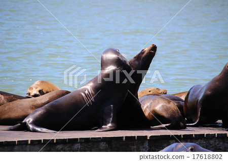 在碼頭39的海獅 在碼頭39的海獅 17618802