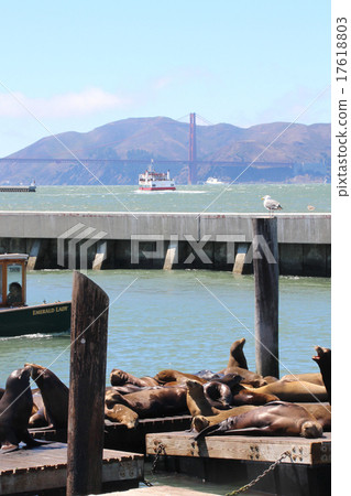 Pier 39's Sea Lion and Golden Gate Bridge 17618803