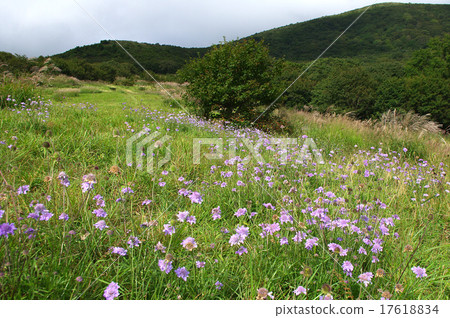 Matsumu Shirai blooms Azuma mountain 17618834