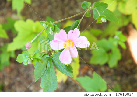 Shuigayuki花 17619034