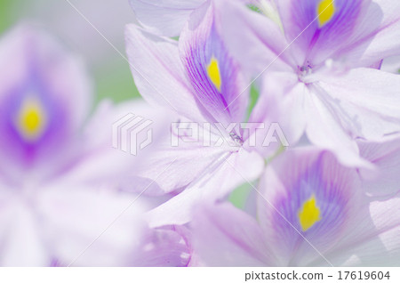 Water hyacinth 17619604