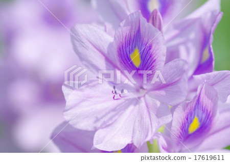 水葫蘆 水葫蘆 17619611