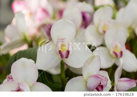 西方Rikaste 西方Rikaste 17619628