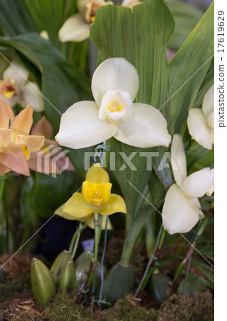 西方Rikaste 17619629