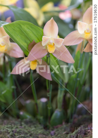 Western Rikaste 17619630