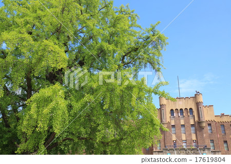 大阪大阪市立博物館和銀杏 大阪大阪市立博物館和銀杏 17619804