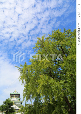 大阪城堡銀杏樹和秋天天空 大阪城堡銀杏樹和秋天天空 17619805