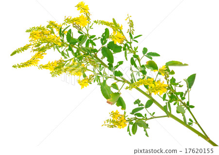 Medicinal plant 17620155