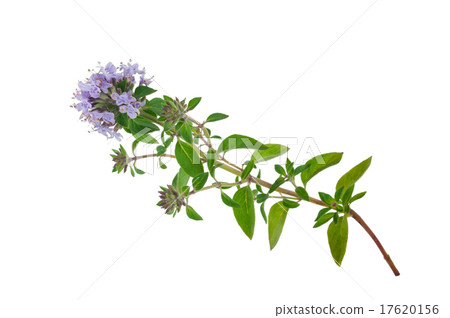 Medicinal plant 17620156
