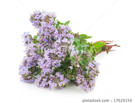 Medicinal plant 17620159