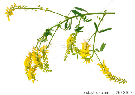 Medicinal plant 17620160