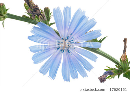 Chicory flower. Macro Chicory flower. Macro 17620161