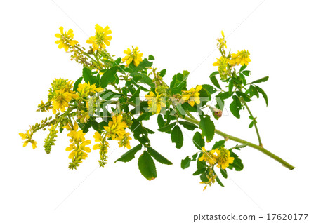Medicinal plant 17620177