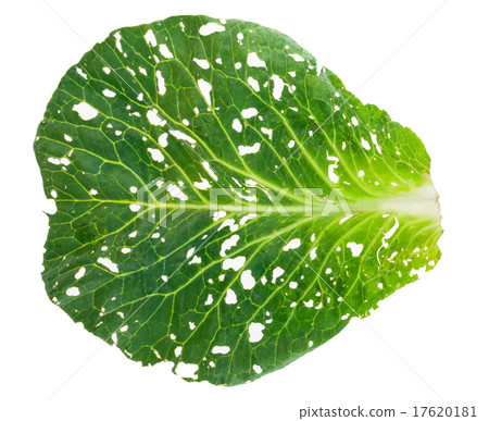 Holey cabbage leaf 17620181