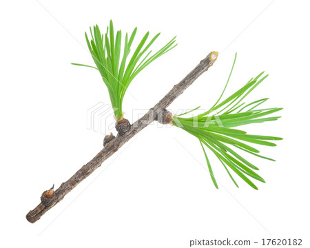 Young larch branch 17620182