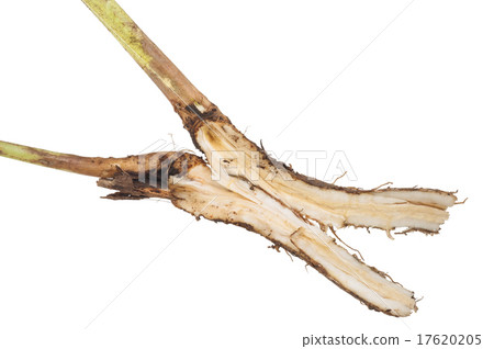 Chicory root sliced Chicory root sliced 17620205