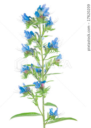 Medicinal plant Medicinal plant 17620209