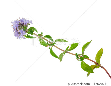 Medicinal plant 17620210