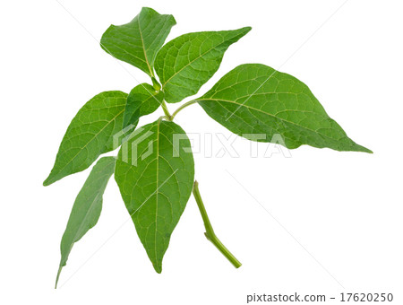 Physalis alkekeng. Green branch 17620250