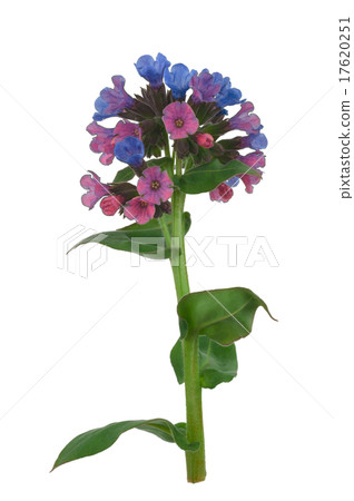 Lungwort medicinal (Pulmonaria officinalis) 17620251