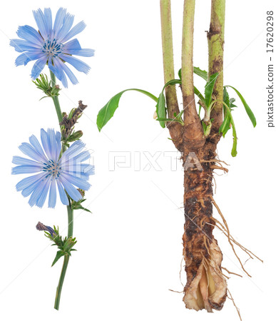 Medicinal plant 17620298