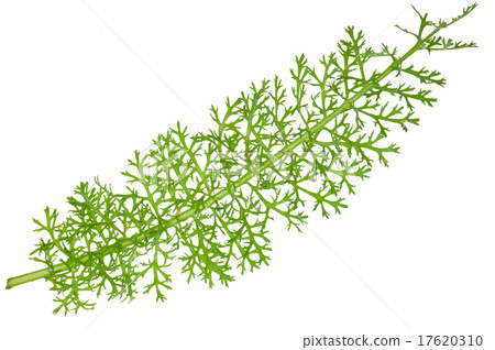 Leaf yarrow 17620310
