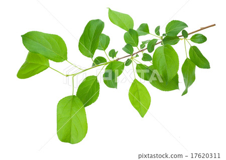 Young apple tree branch 17620311