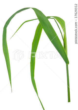 Medicinal plant 17620312