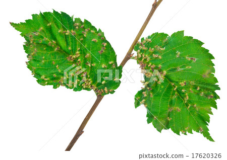 Lime nail gall - Eriophyes tiliae Lime nail gall - Eriophyes tiliae 17620326