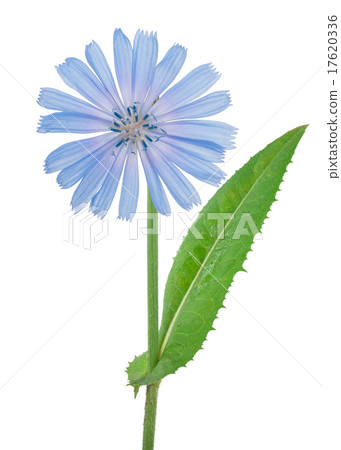 Chicory flower 17620336