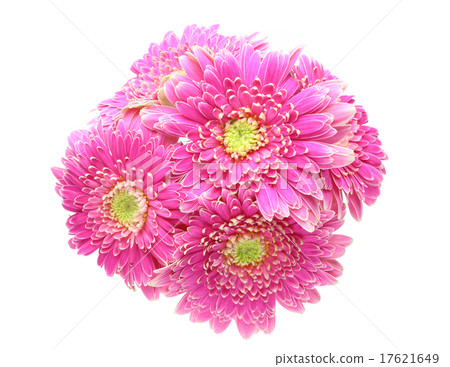 Gerbera Gerbera 17621649
