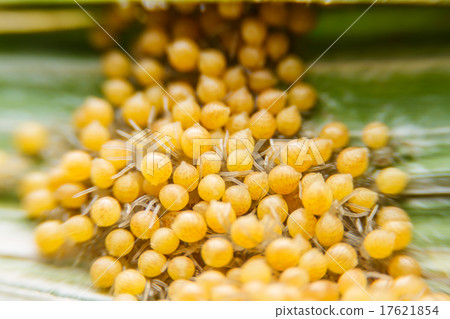 Groups of babies spider 17621854