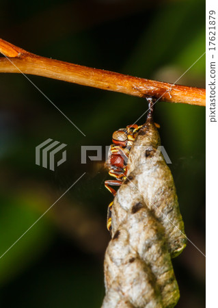 Wasp builds a nest Wasp builds a nest 17621879