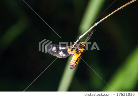 insect on leaf grass insect on leaf grass 17621886