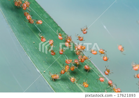 Groups of babies spider Groups of babies spider 17621893