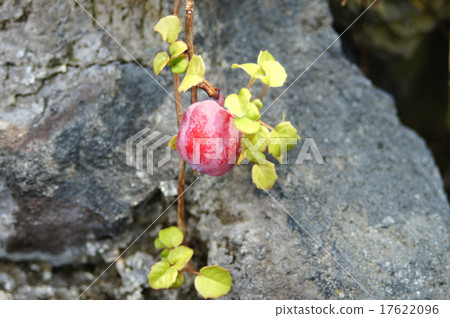 Fuchsia Prokambens Fuchsia Prokambens 17622096
