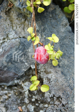 Fuchsia Prokambens Fuchsia Prokambens 17622097
