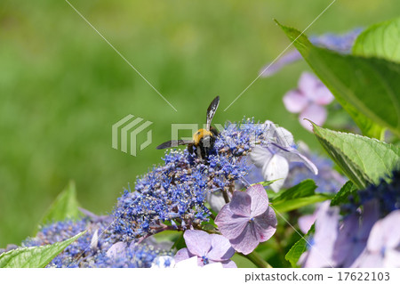 Bearhead繡球花 Bearhead繡球花 17622103