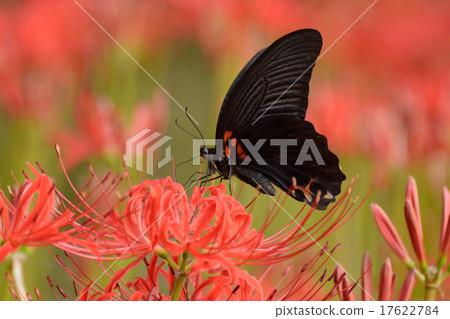 Higishiha和Ageha 17622784