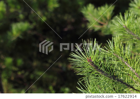 Blue pine Blue pine 17622914