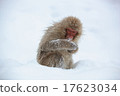 雪猴 17623034