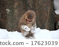 雪猴 17623039