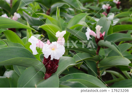 Fukushinsou 17623206