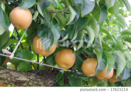 梨（細水） 17623219