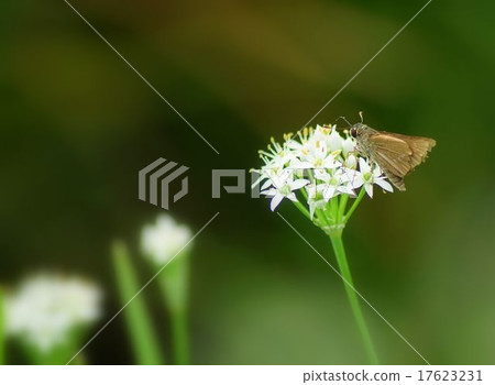 Flower and butterfly Flower and butterfly 17623231