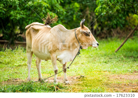 cow in the green garden 17623310