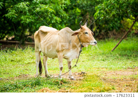 cow in the green garden 17623311